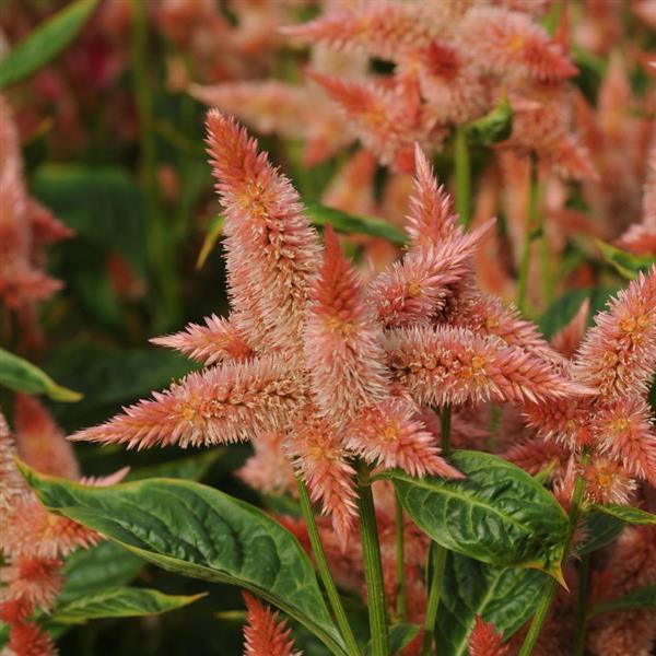 Celosia Celway Salmon