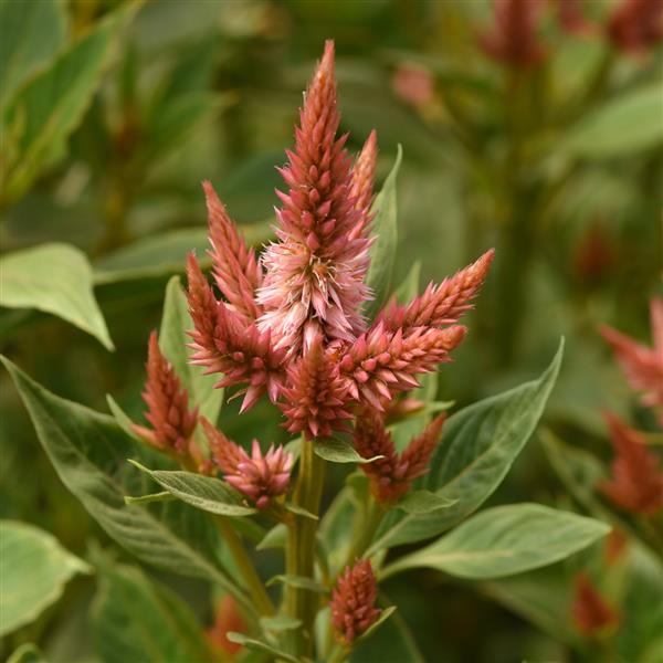 Celosia Celway Terracotta