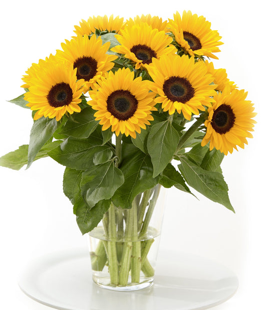 Solros Sunrich Summer Provence