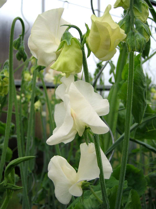 Luktärt Spring Sunshine Cream