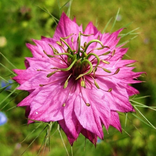 Nigella Miss Jekyll Rose