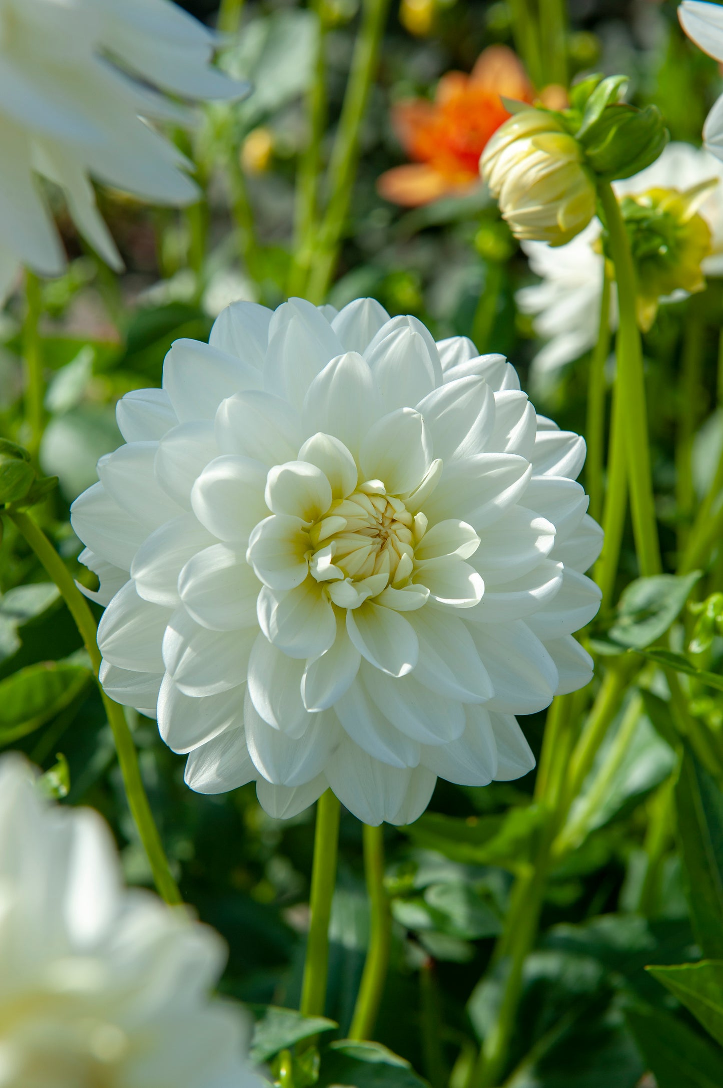 Dahlia Peace Pact
