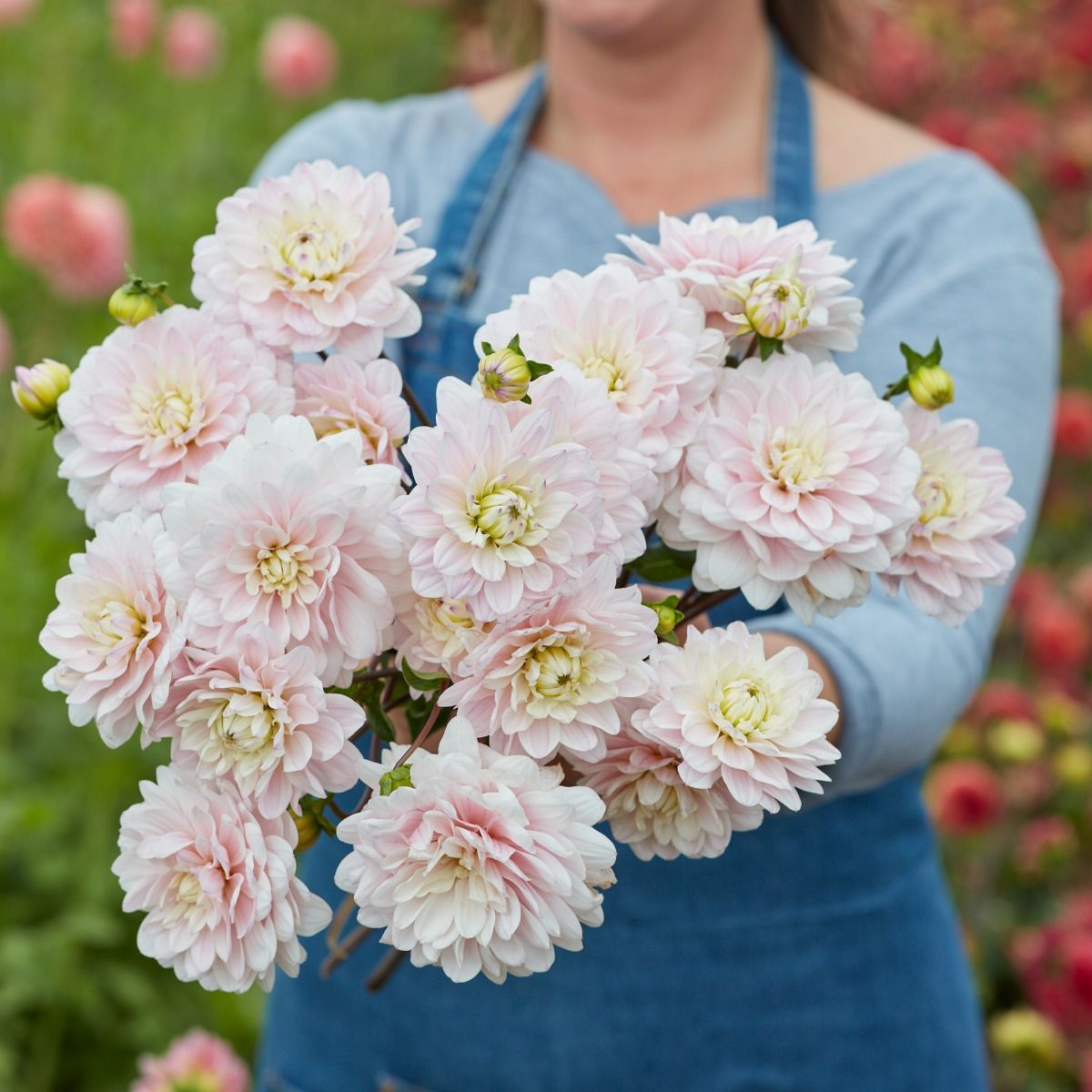 Dahlia Silver Years