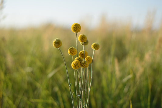 Solboll Drumstick